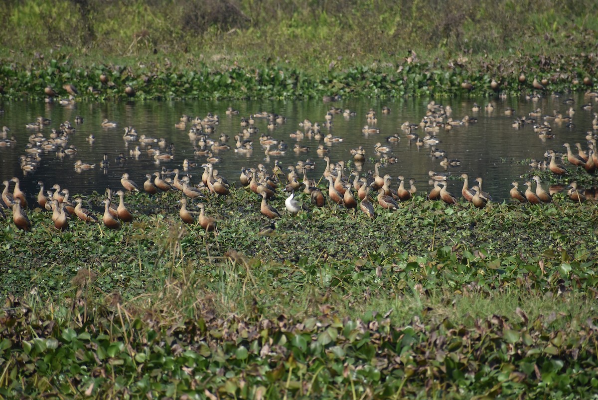 Bronze-winged Jacana - Sayak Dolai