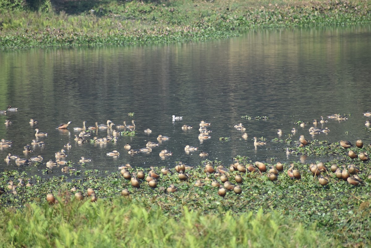 Cotton Pygmy-Goose - Sayak Dolai