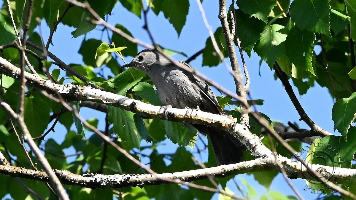 Gray Catbird - ML587498711