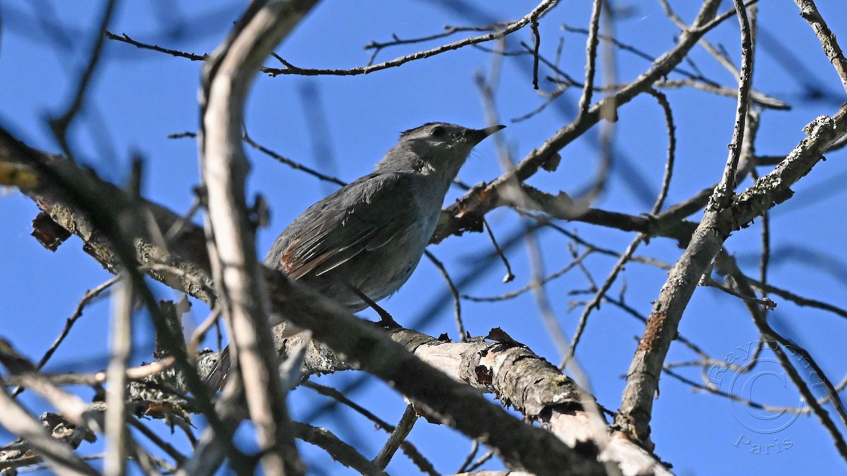 Pájaro Gato Gris - ML587498871