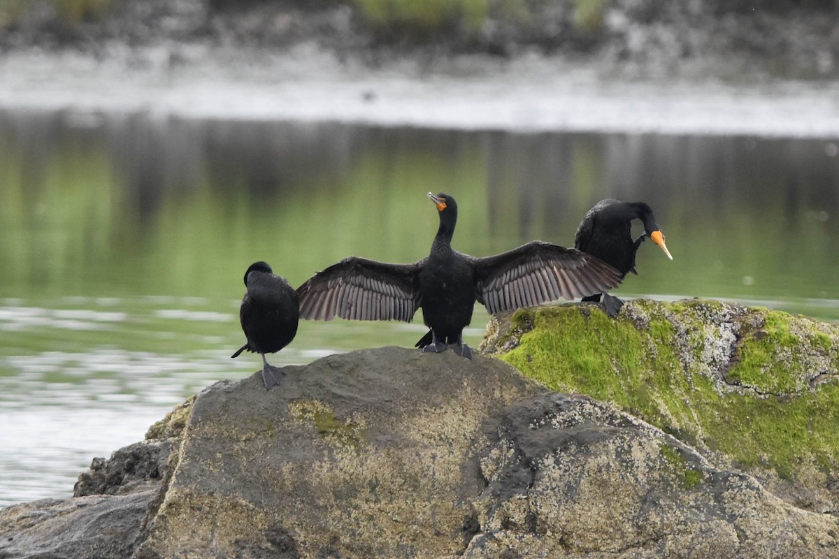 Double-crested Cormorant - ML587499201