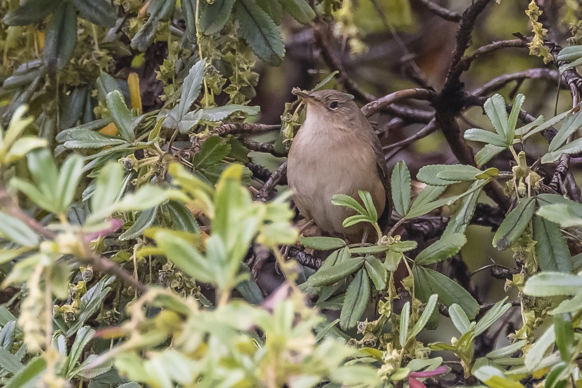 House Wren - Amed Hernández