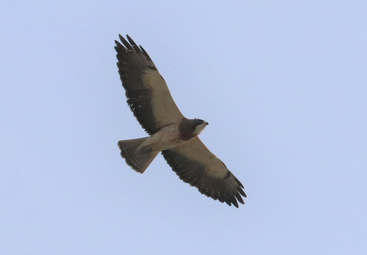 Swainson's Hawk - ML587500831