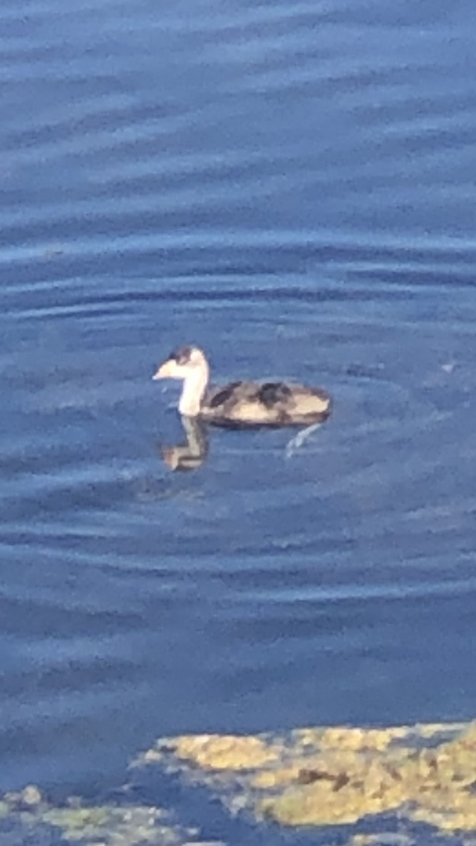 grebe sp. - ML587501561