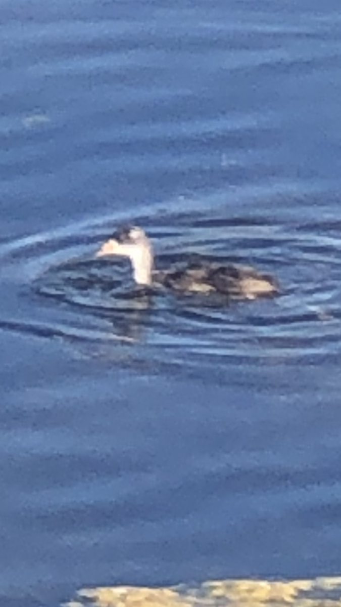 grebe sp. - ML587501571
