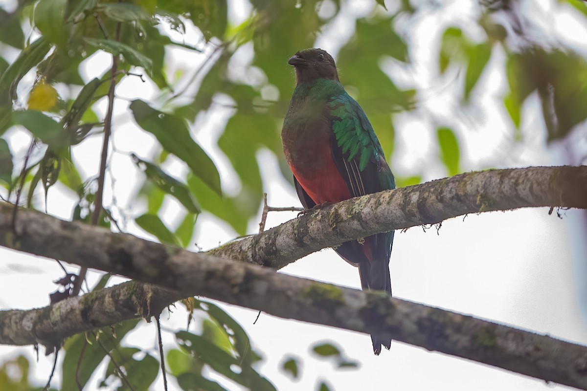 Golden-headed Quetzal - ML587501911