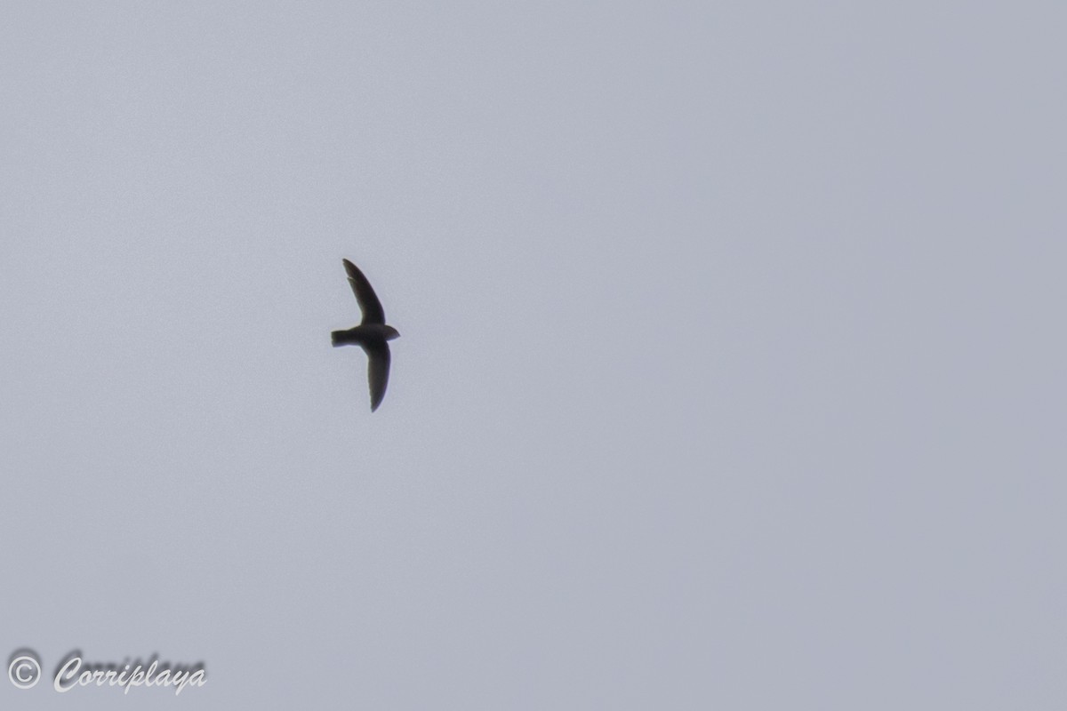 Vaux's Swift (Richmond's) - ML587502181