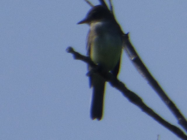 Willow Flycatcher - ML587502521