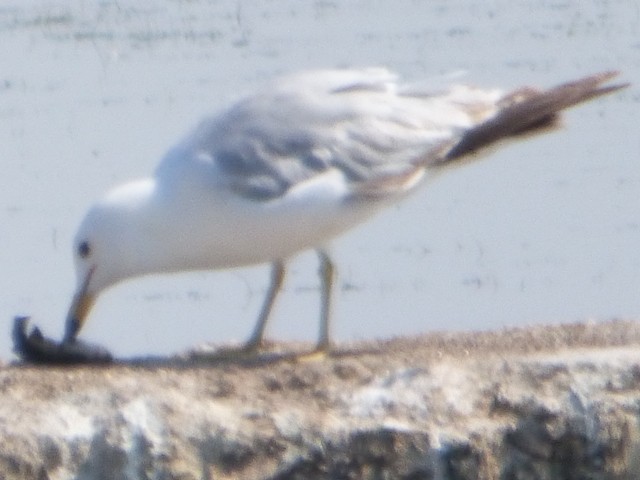 Goéland à bec cerclé - ML587503131