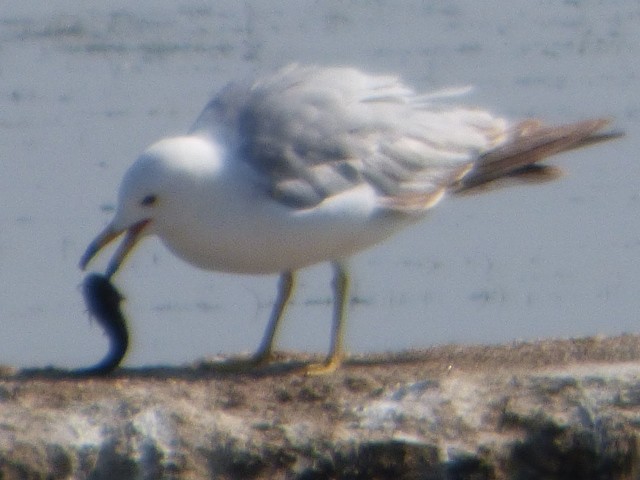 Ring-billed Gull - ML587503141