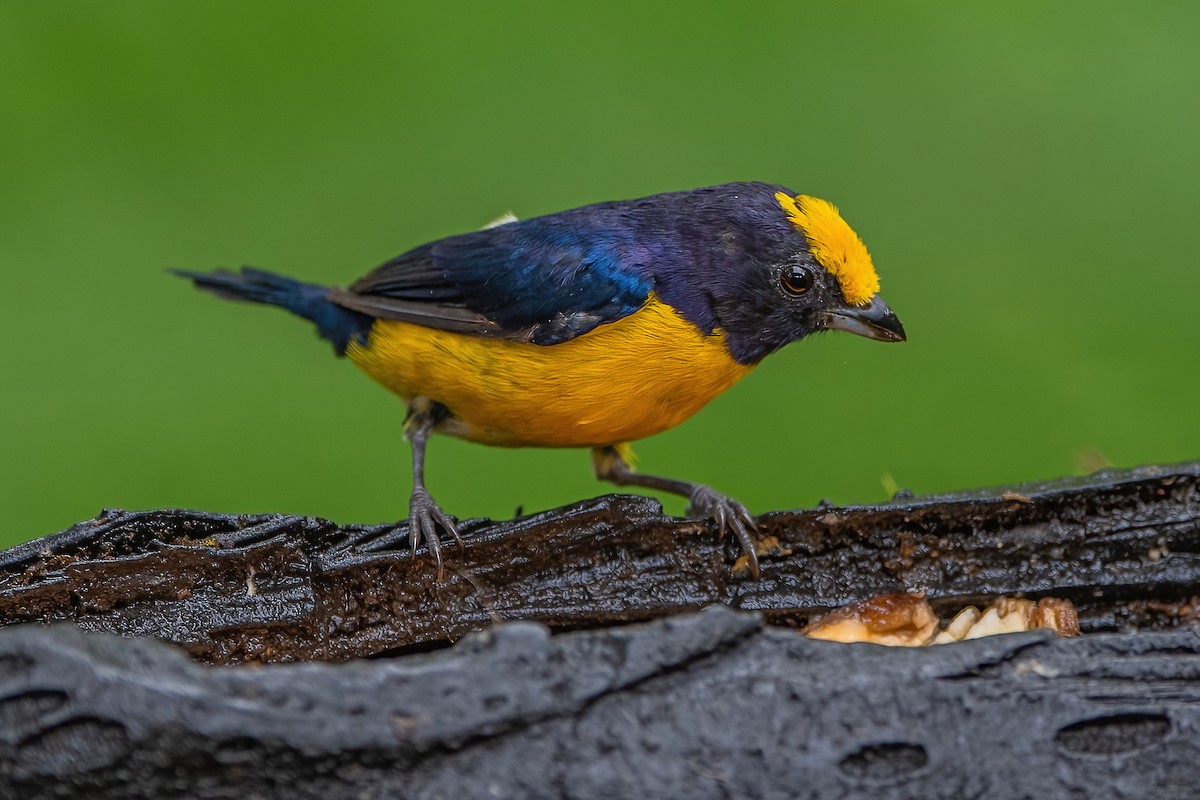 Orange-bellied Euphonia - Ngoc Sam Thuong Dang