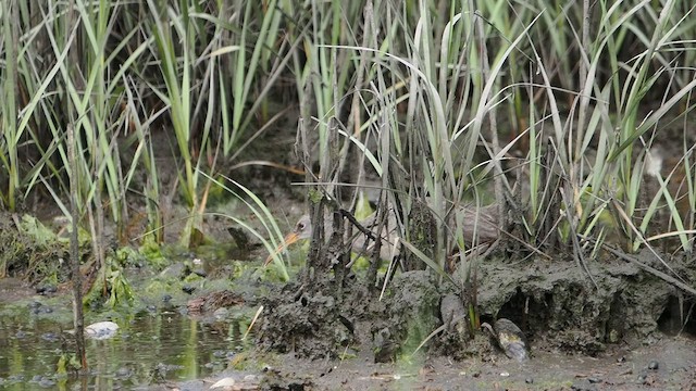 Clapper Rail - ML587504671