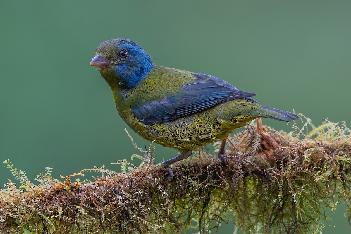 Moss-backed Tanager - Ngoc Sam Thuong Dang