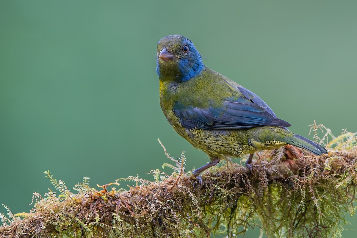 Moss-backed Tanager - Ngoc Sam Thuong Dang