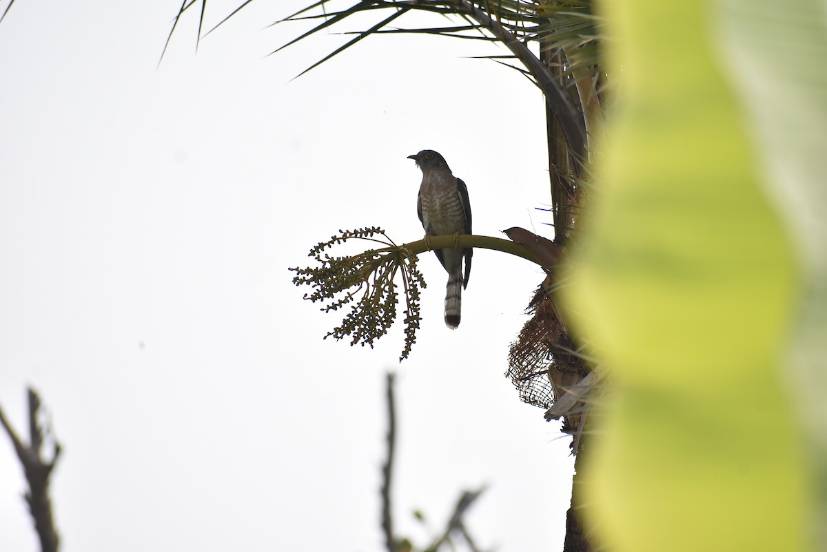 Common Hawk-Cuckoo - Sayak Dolai