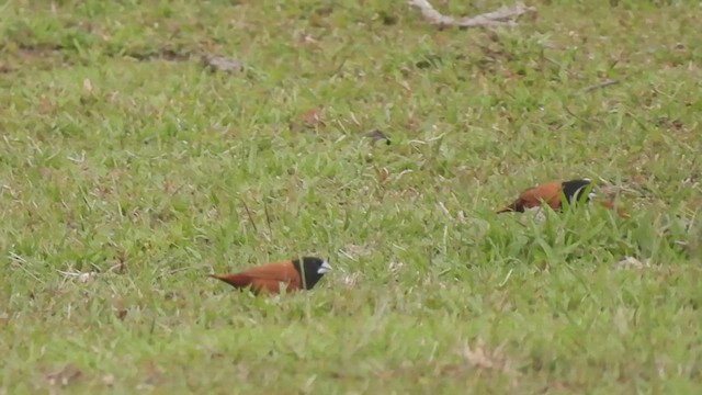 Chestnut Munia - ML587507441