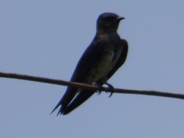 Purple Martin - ML587507481