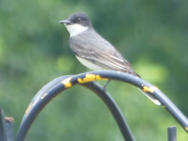 Eastern Kingbird - ML587507521