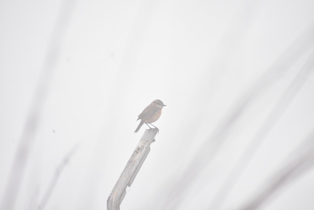 Siberian Stonechat - ML587507701