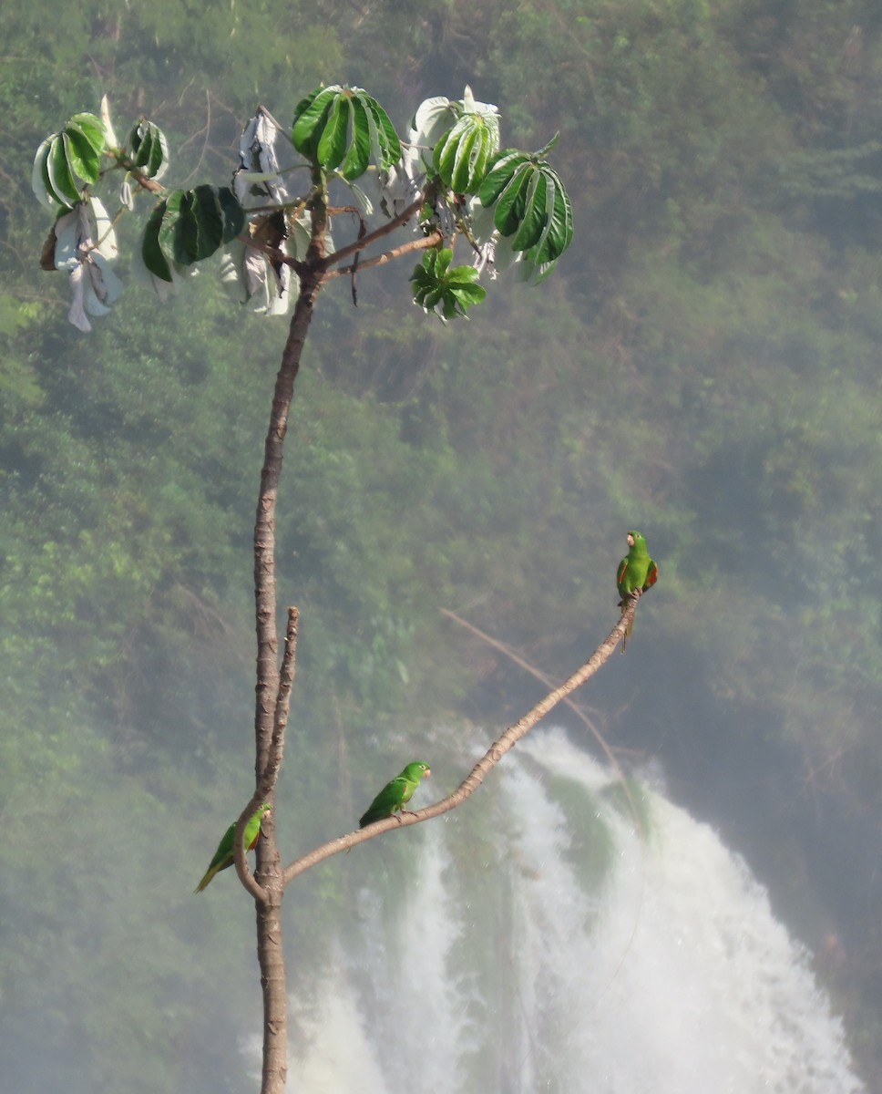 White-eyed Parakeet - ML587508411