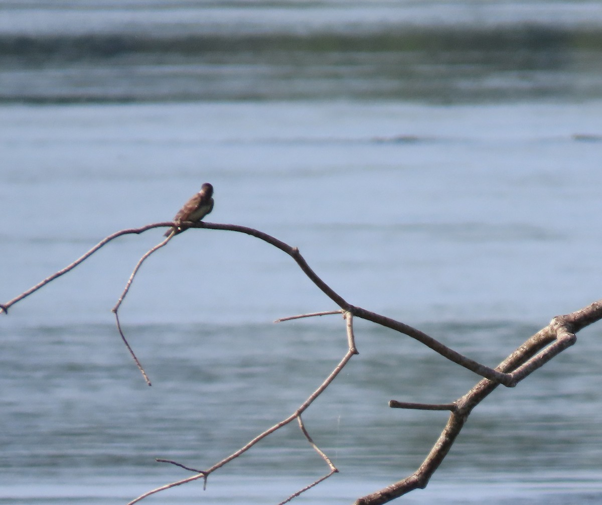 Southern Rough-winged Swallow - Steven Hopp