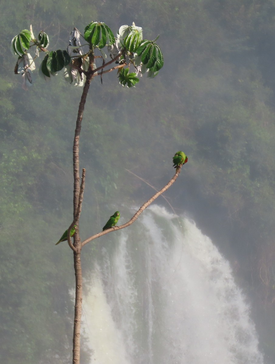 White-eyed Parakeet - ML587508771