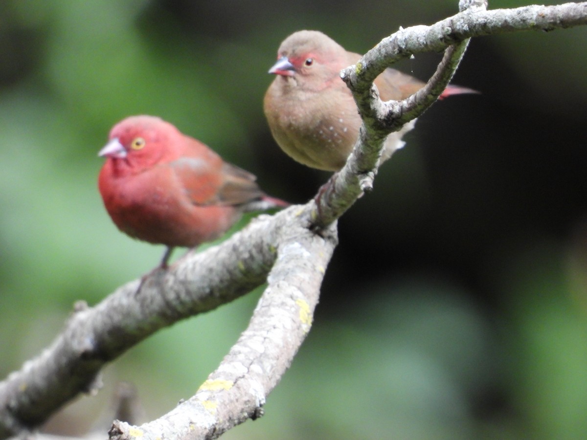 Red-billed Firefinch - ML587510421