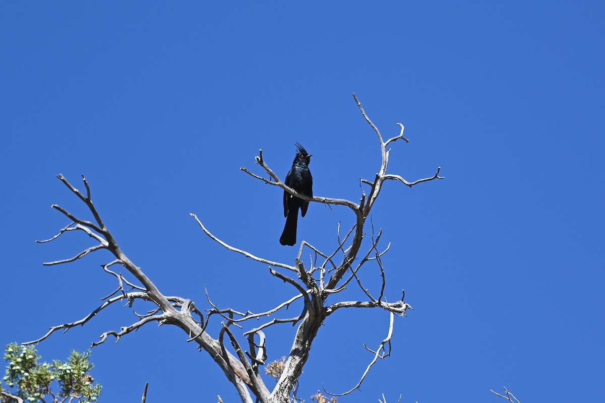 Phainopepla - Dan O'Brien