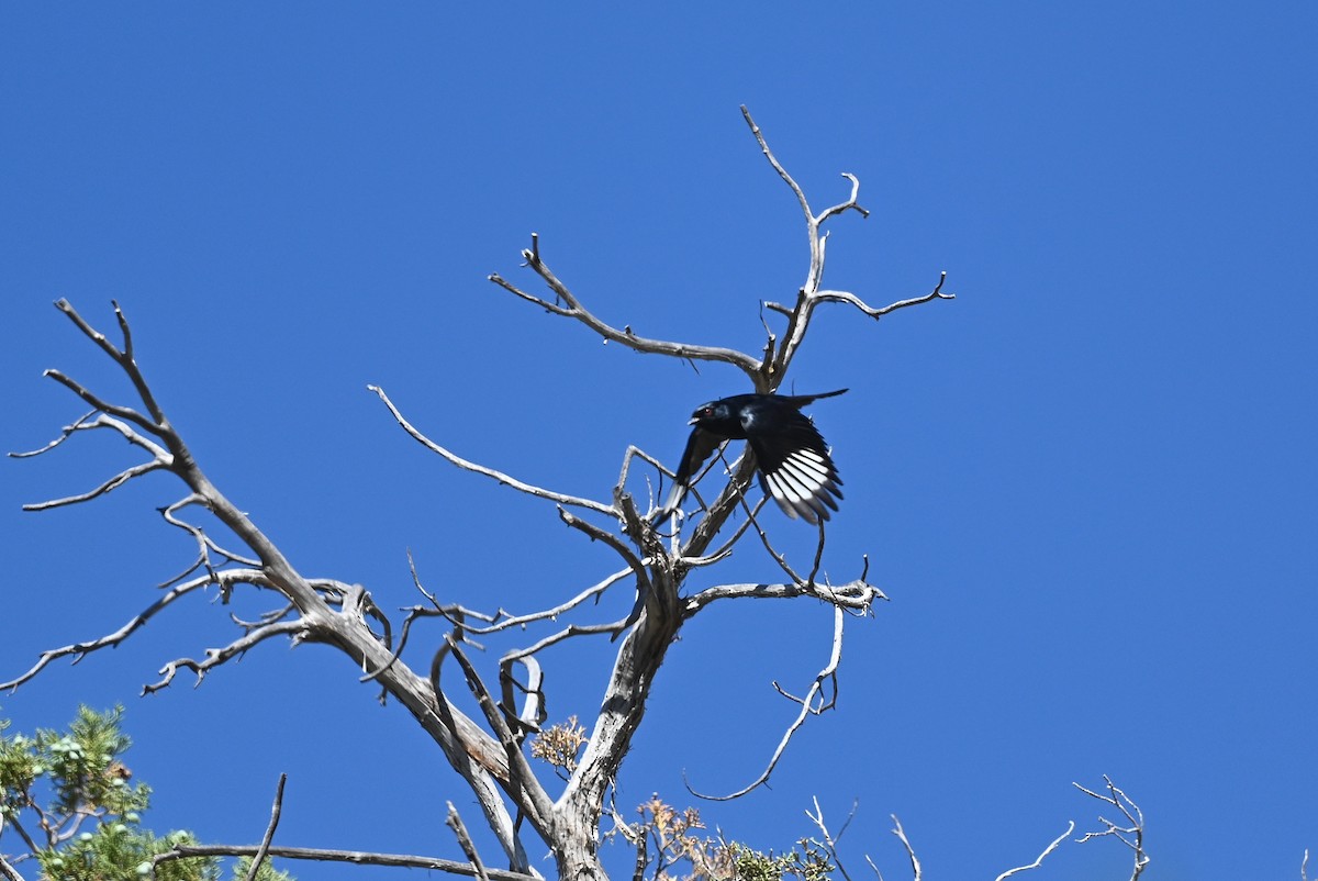 Phainopepla - Dan O'Brien