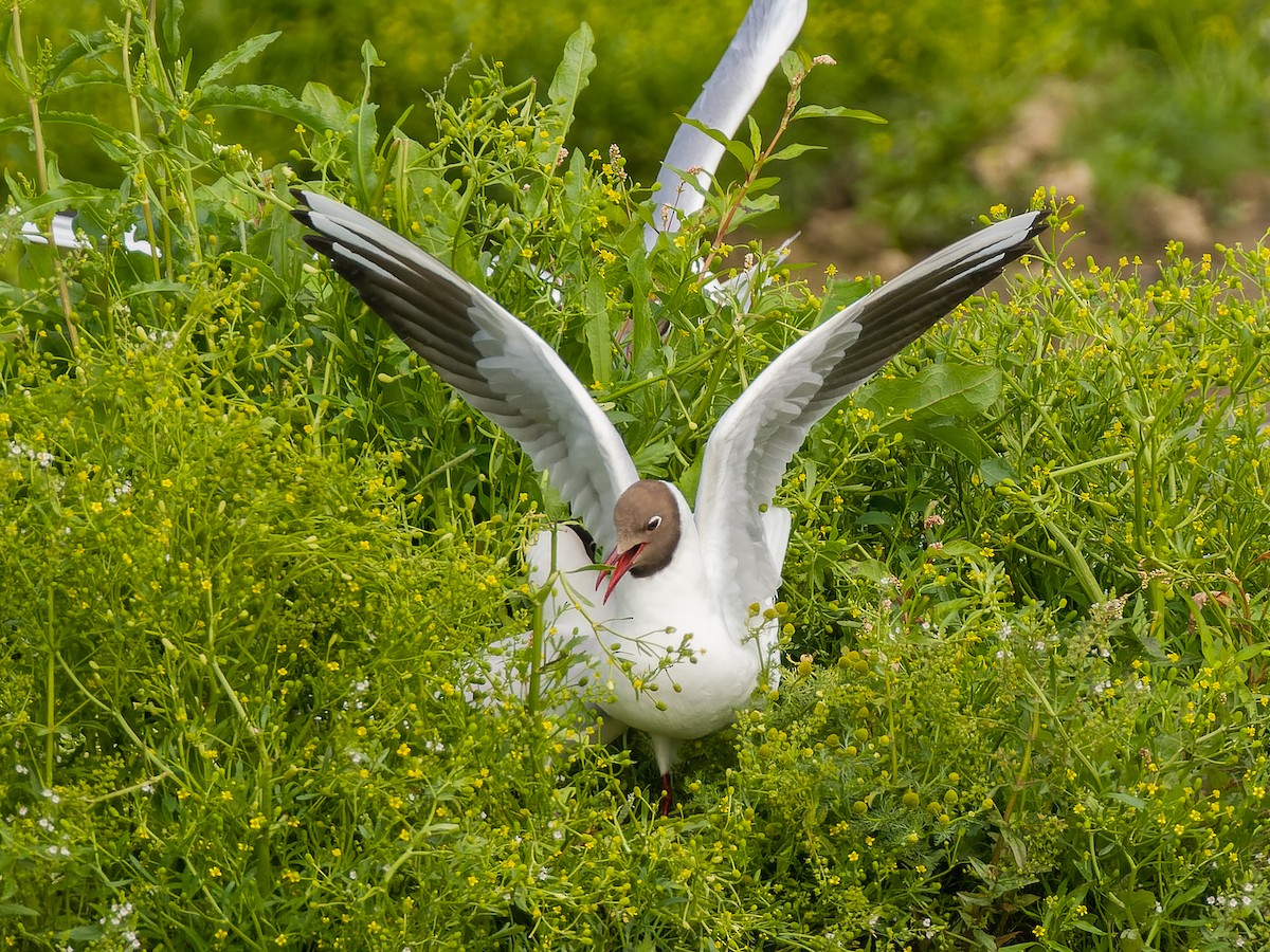 Black-headed Gull - ML587511501