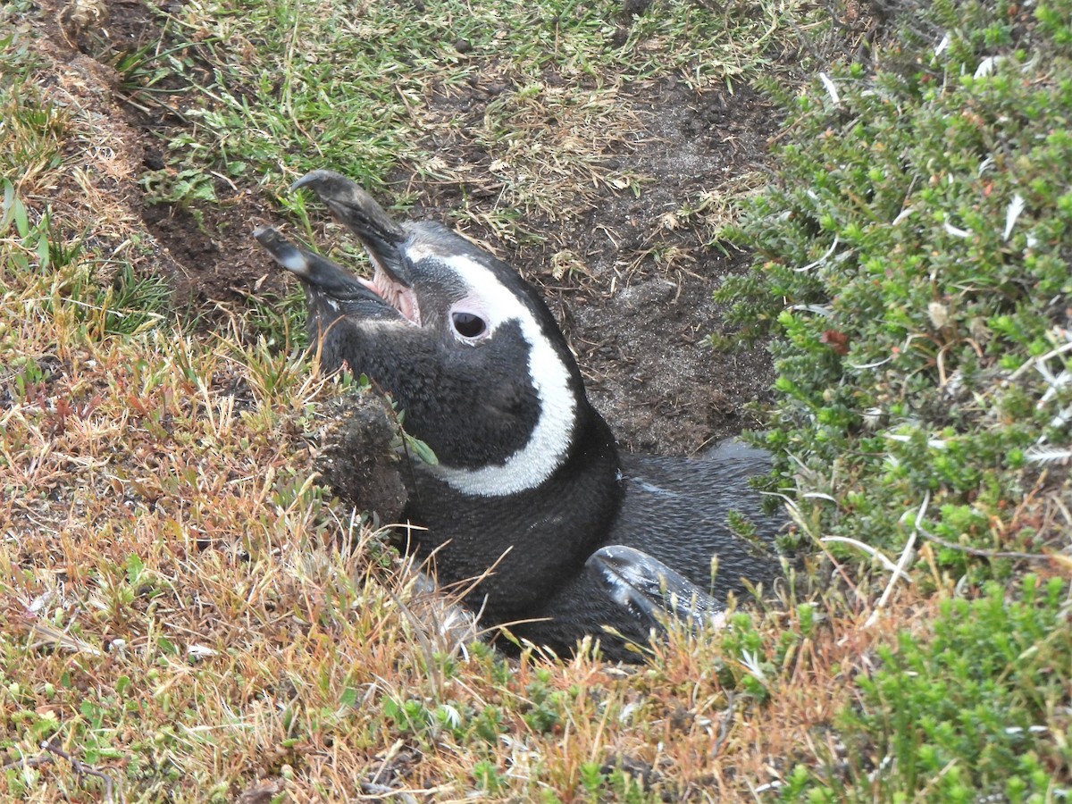 Pingüino Magallánico - ML587511641