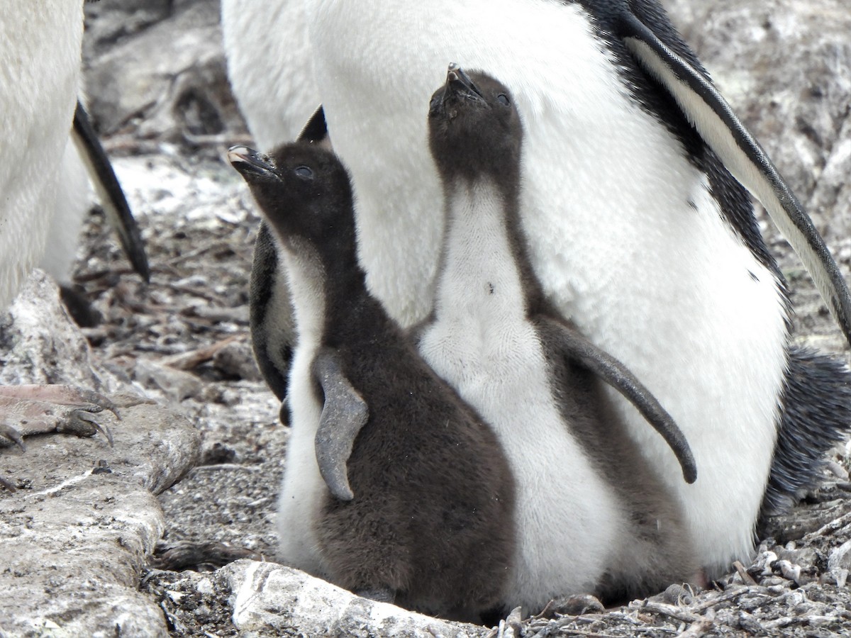 Pingüino Saltarrocas Meridional - ML587511711