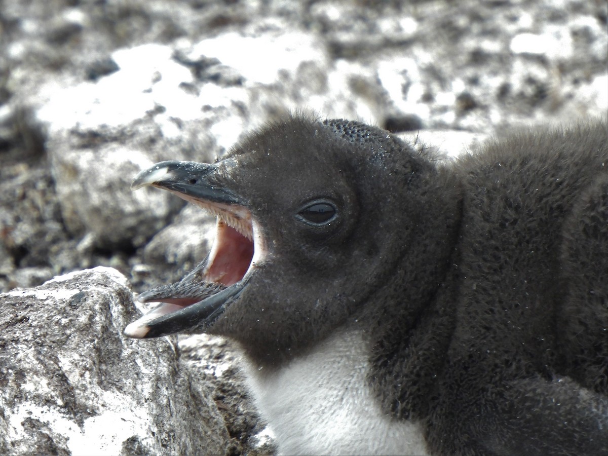 Pingüino Saltarrocas Meridional - ML587511901