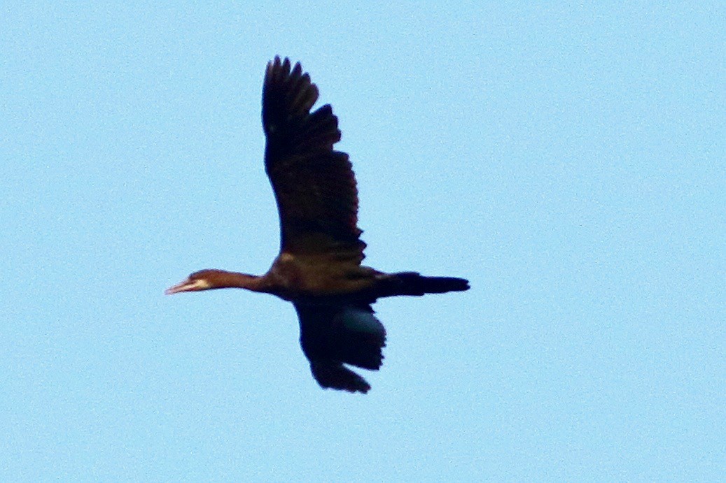 Great Cormorant - ML587512521