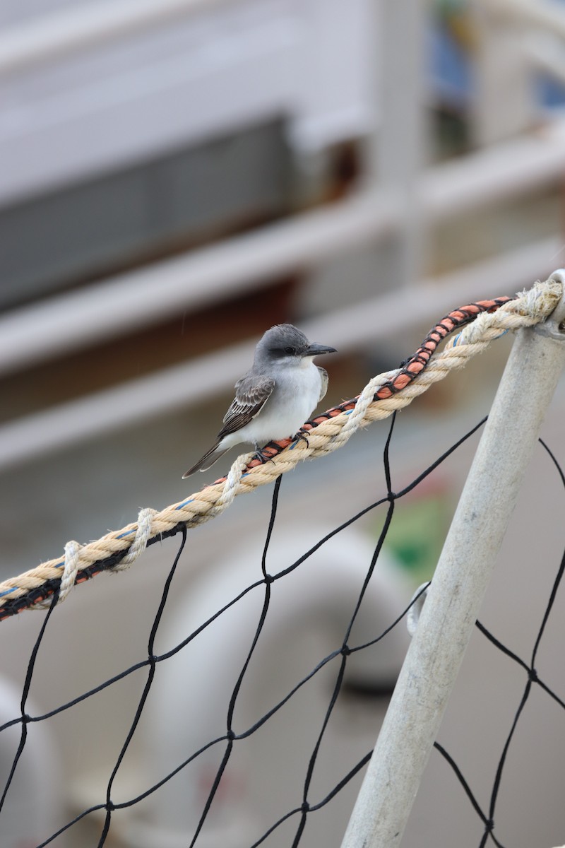 Gray Kingbird - ML587512971