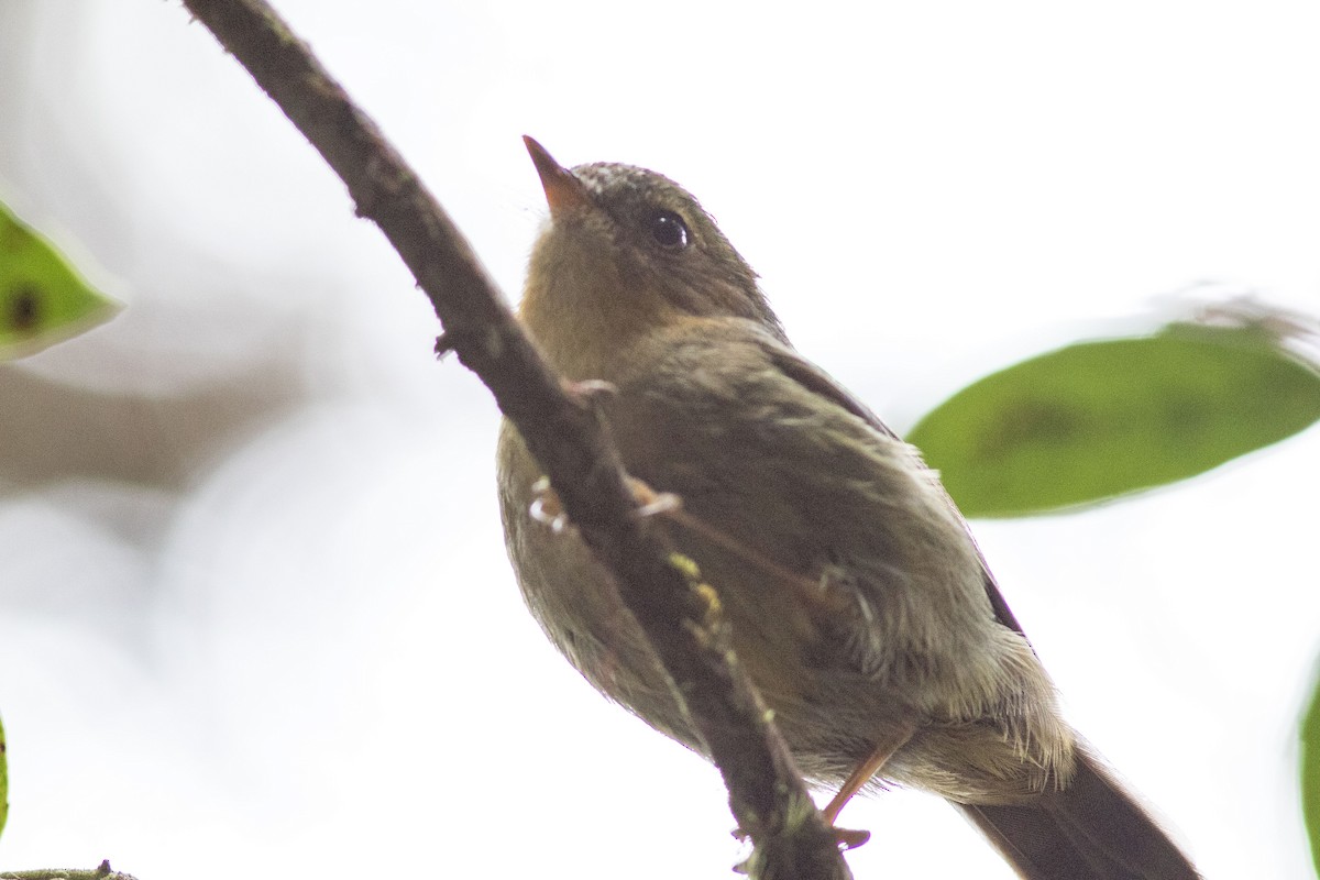 Large Scrubwren - ML587513591