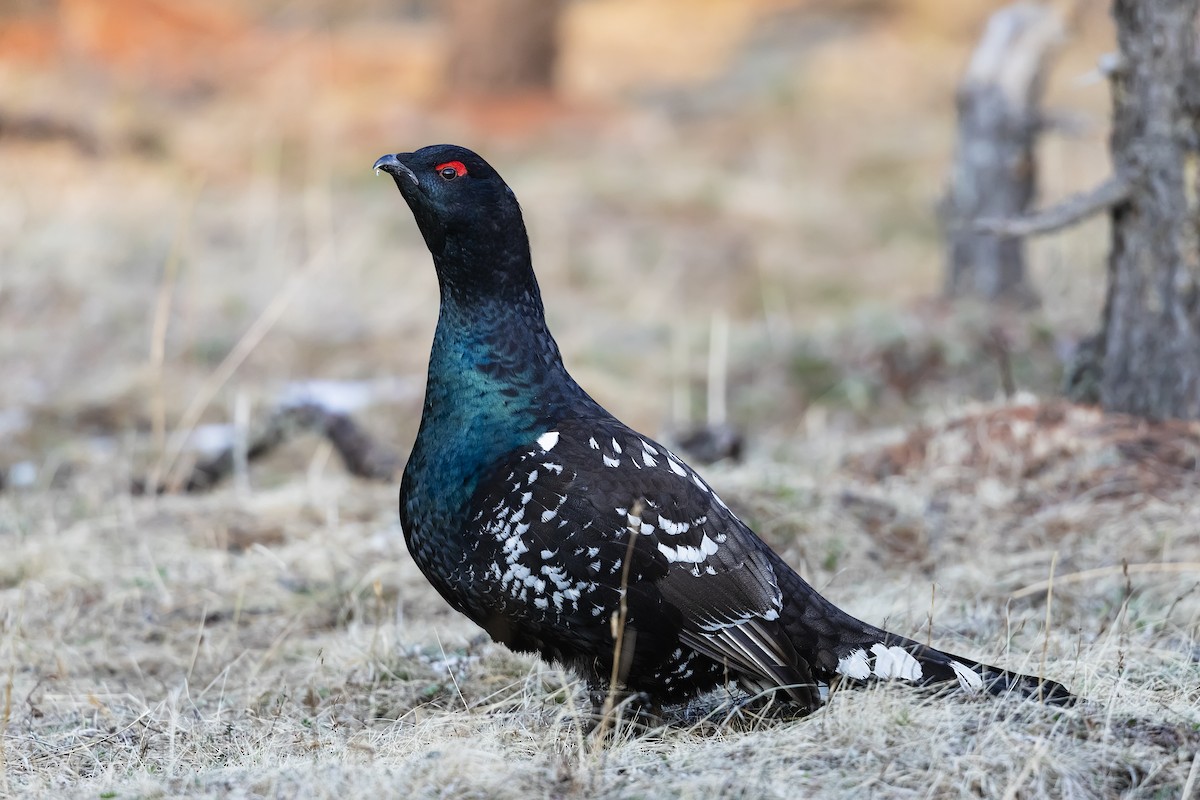 Black-billed Capercaillie - ML587513731