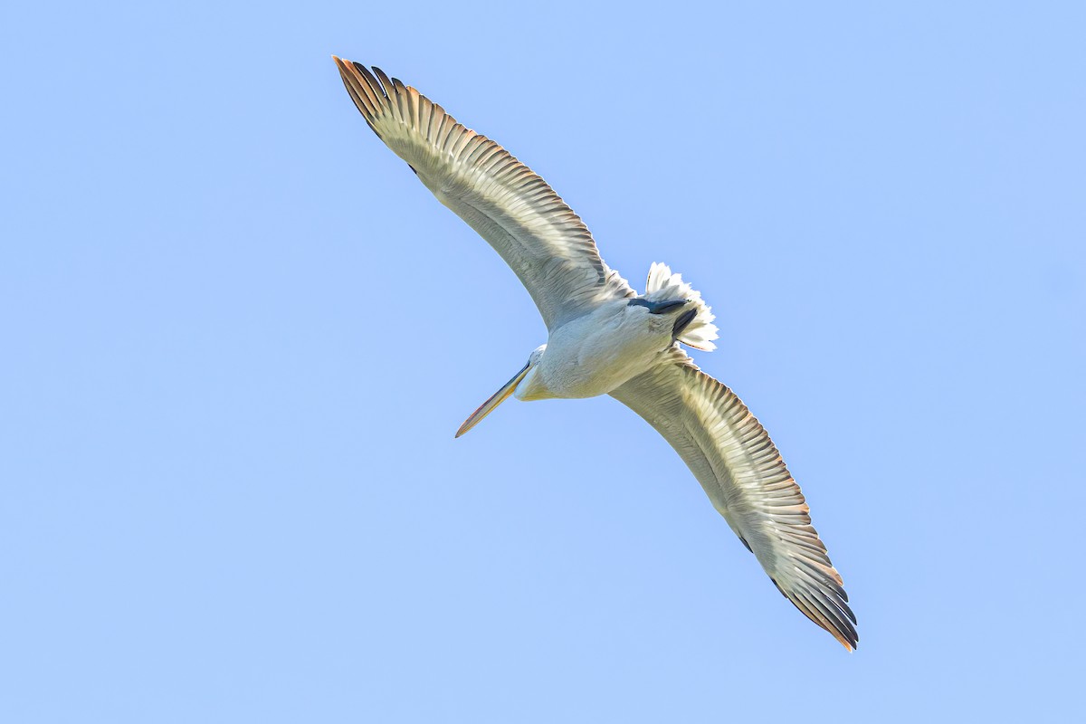 Кудрявый пеликан - ML587514301