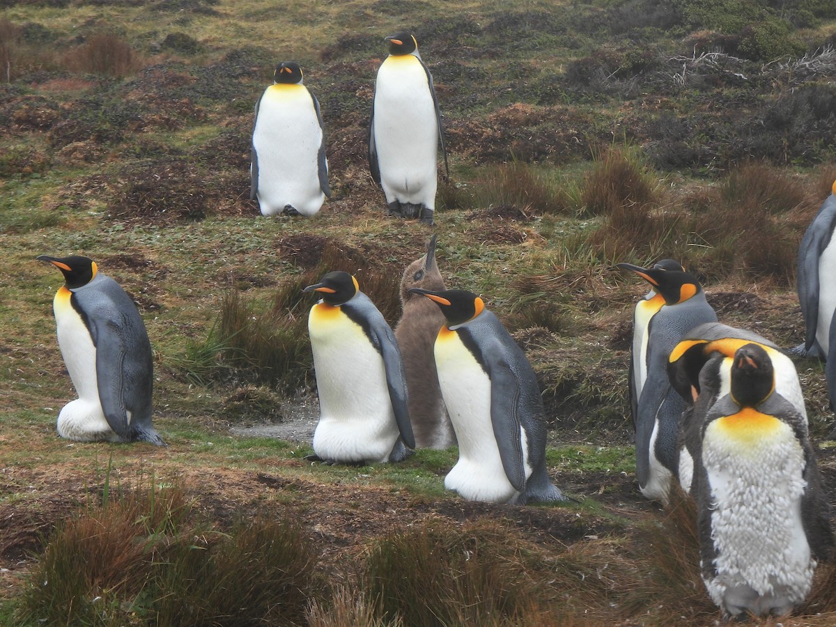 tučňák patagonský - ML587514501
