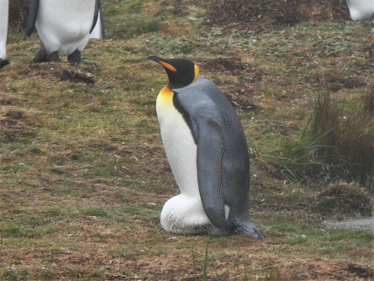 King Penguin - Ryan Irvine