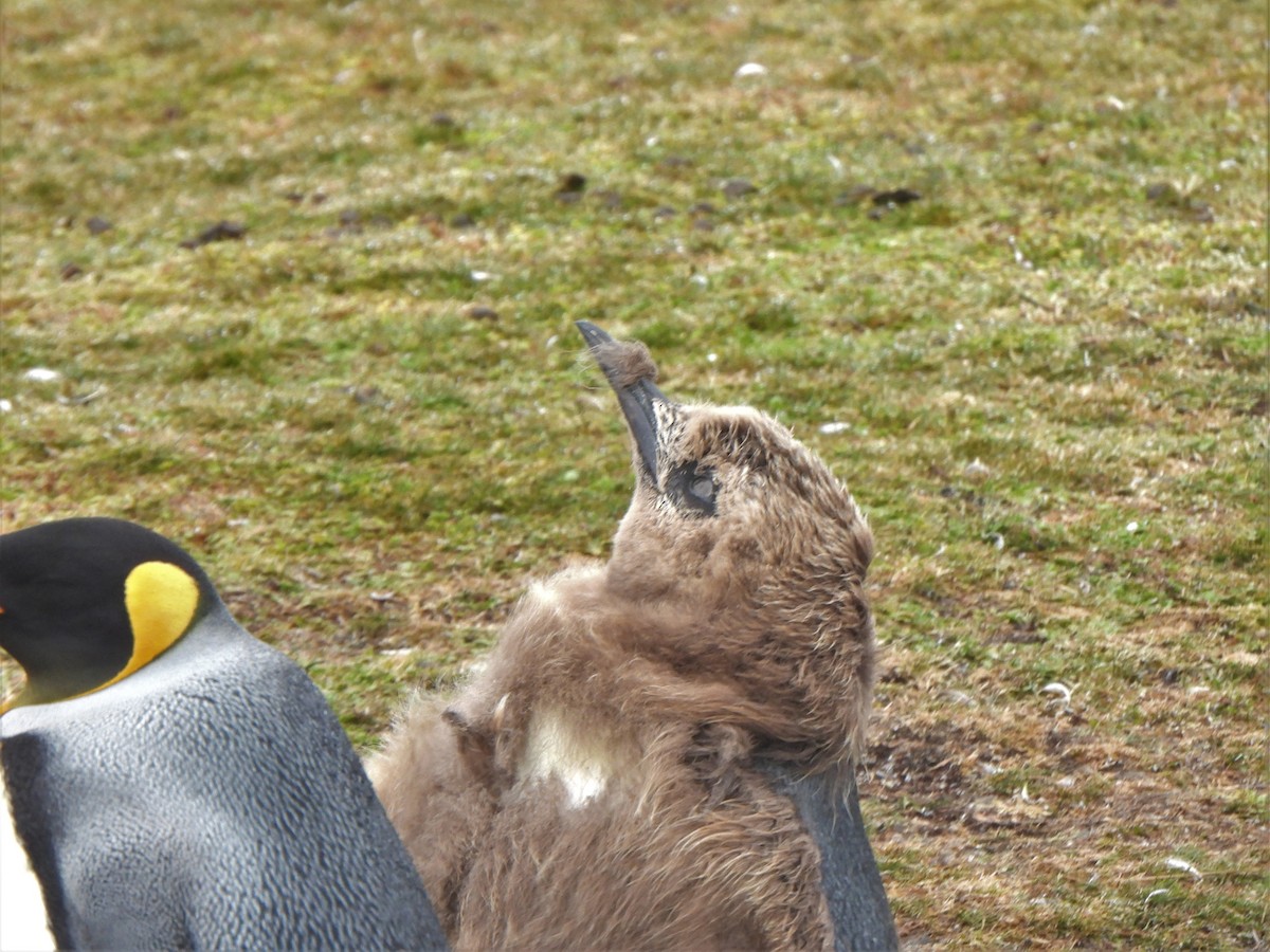 tučňák patagonský - ML587514551