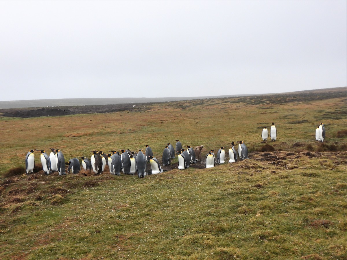 tučňák patagonský - ML587514561