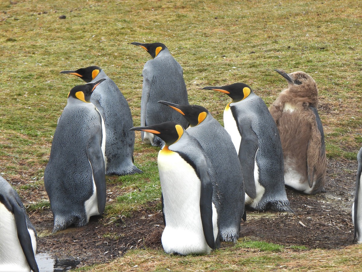 tučňák patagonský - ML587514581