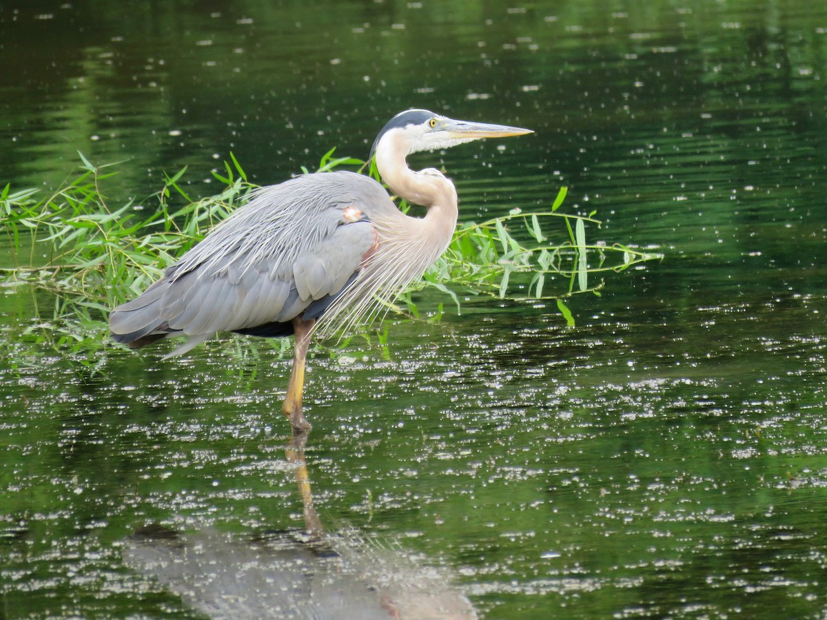 Great Blue Heron - ML587514851