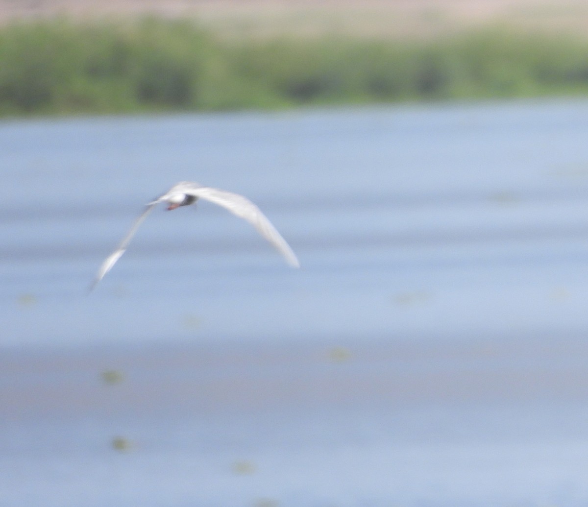 Whiskered Tern - Mikki Doerger