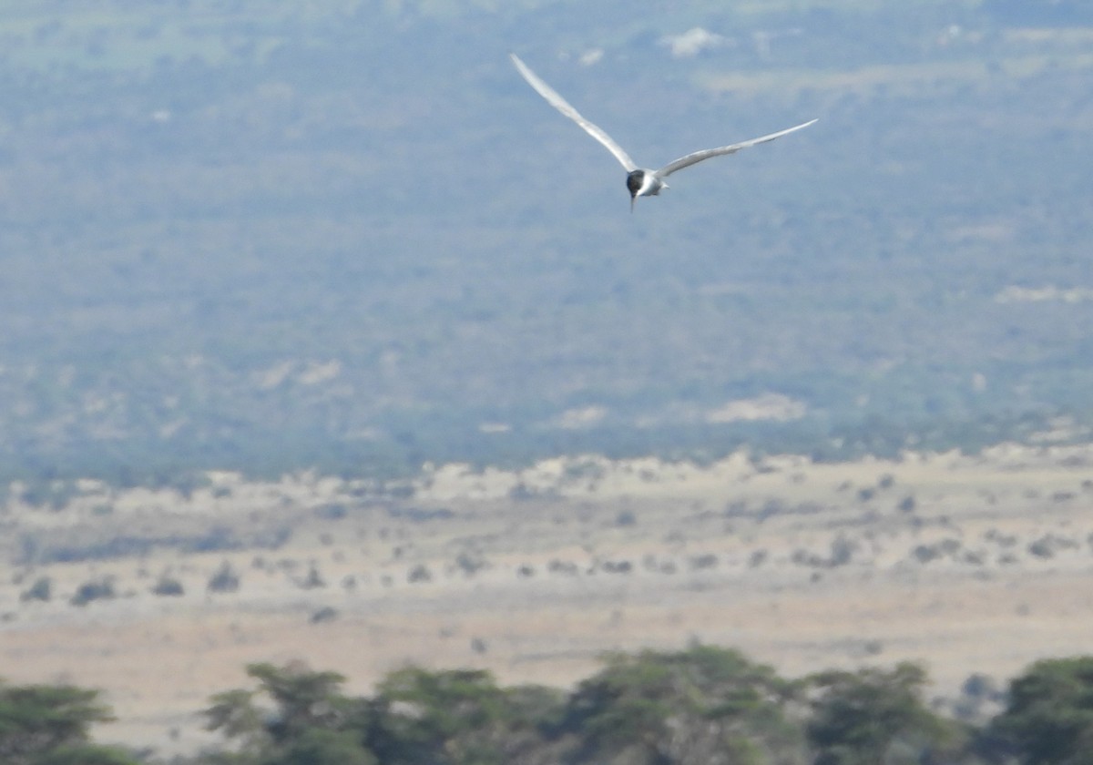 Whiskered Tern - Mikki Doerger