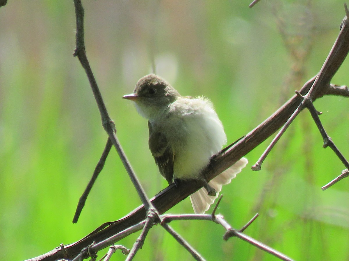 Willow Flycatcher - Lois Richardson