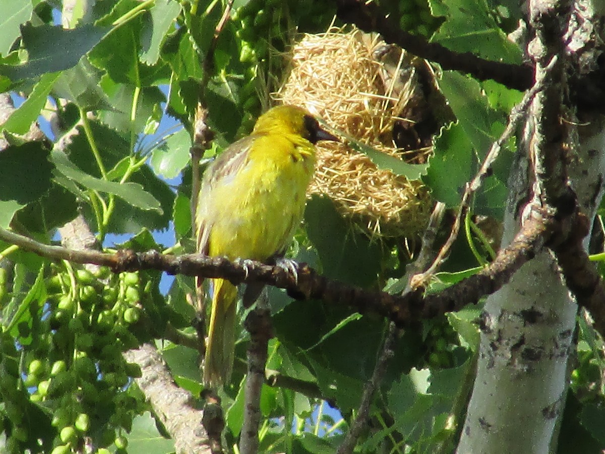 Orchard Oriole - ML587517481