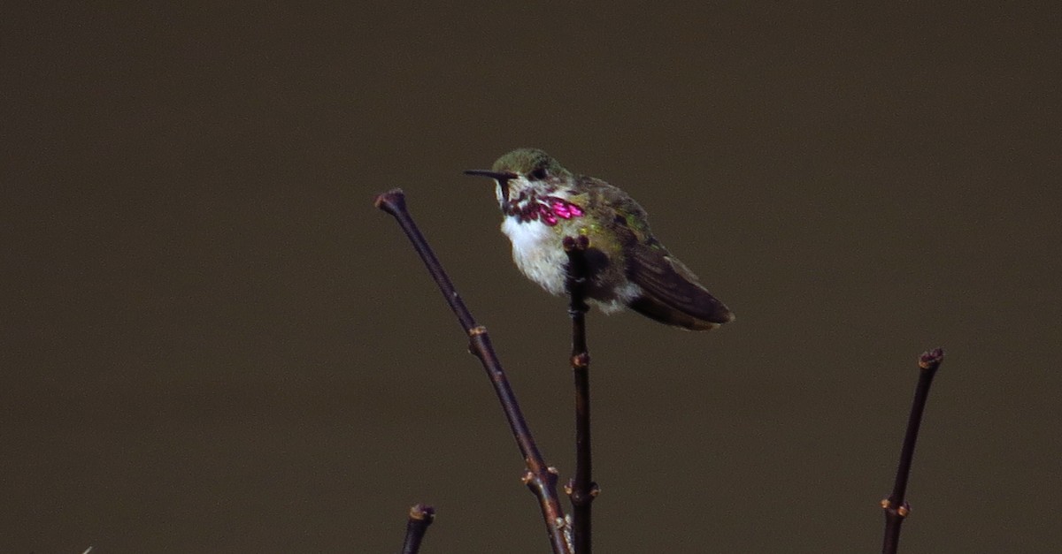 Calliope Hummingbird - ML587518101