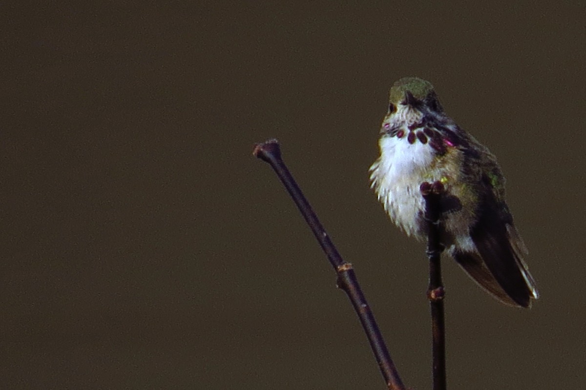 Calliope Hummingbird - ML587518111